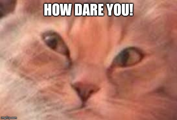 Triggered Cat | HOW DARE YOU! | image tagged in triggered cat | made w/ Imgflip meme maker