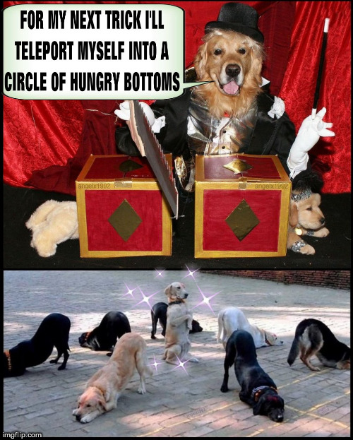image tagged in dogs,lgbtq,magician,humpday,homosexual,dog | made w/ Imgflip meme maker