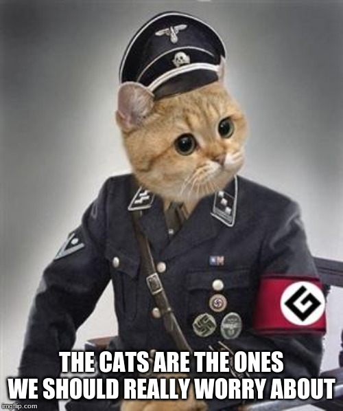 Give Upvotes To This Project So We Can Fund Fighting The Cats | THE CATS ARE THE ONES WE SHOULD REALLY WORRY ABOUT | image tagged in grammar nazi cat,evil cat,upvotes,cats,war,fight | made w/ Imgflip meme maker