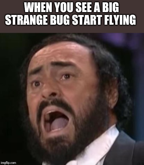 OMG Pavarotti | WHEN YOU SEE A BIG STRANGE BUG START FLYING | image tagged in omg pavarotti | made w/ Imgflip meme maker