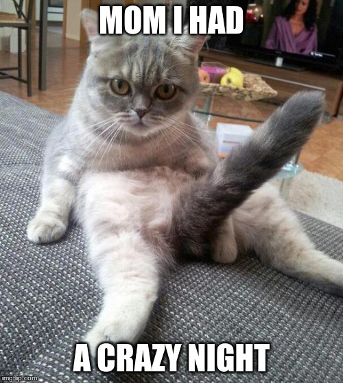 LMao | MOM I HAD; A CRAZY NIGHT | image tagged in memes,sexy cat | made w/ Imgflip meme maker