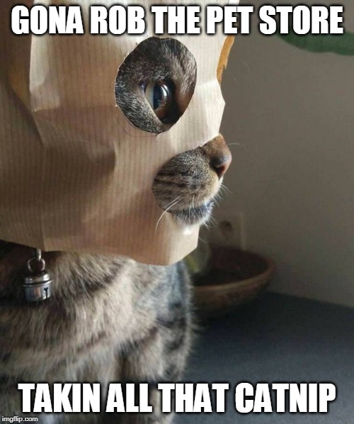 ITS ALL ABOUT THE CAT NIP | GONA ROB THE PET STORE; TAKIN ALL THAT CATNIP | image tagged in cats,catnip | made w/ Imgflip meme maker