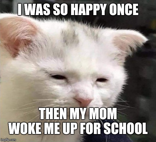 Tired cat | I WAS SO HAPPY ONCE THEN MY MOM WOKE ME UP FOR SCHOOL | image tagged in tired cat | made w/ Imgflip meme maker