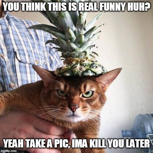 NOT HAPPY KITTY | YOU THINK THIS IS REAL FUNNY HUH? YEAH TAKE A PIC, IMA KILL YOU LATER | image tagged in cats,mad cat | made w/ Imgflip meme maker