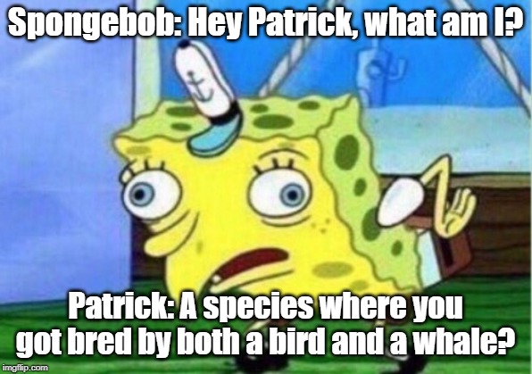 Mocking Spongebob Meme | Spongebob: Hey Patrick, what am I? Patrick: A species where you got bred by both a bird and a whale? | image tagged in memes,mocking spongebob | made w/ Imgflip meme maker