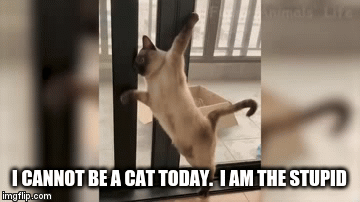 Fail Cat... | I CANNOT BE A CAT TODAY.  I AM THE STUPID | image tagged in gifs | made w/ Imgflip video-to-gif maker