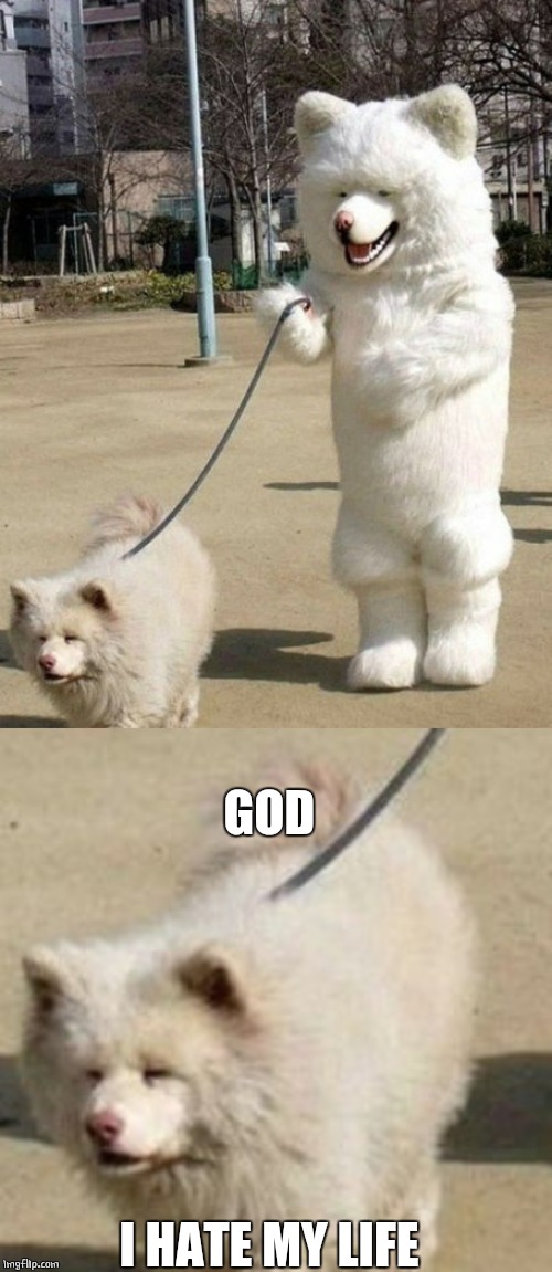 DOG WALK | GOD; I HATE MY LIFE | image tagged in doge,dogs | made w/ Imgflip meme maker
