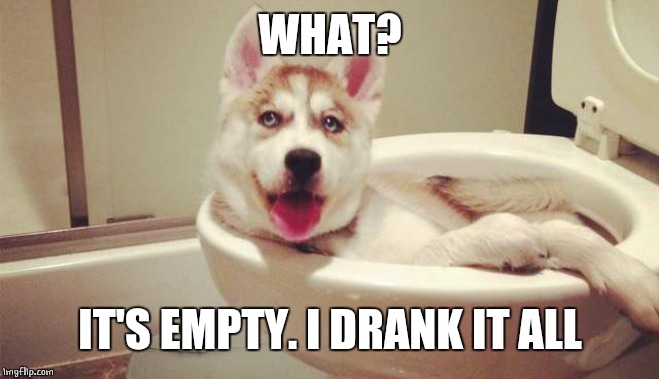 DOG DRINK | WHAT? IT'S EMPTY. I DRANK IT ALL | image tagged in doge,dogs,toilet | made w/ Imgflip meme maker
