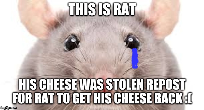 donate the cheese please | THIS IS RAT; HIS CHEESE WAS STOLEN REPOST FOR RAT TO GET HIS CHEESE BACK :( | image tagged in repost | made w/ Imgflip meme maker