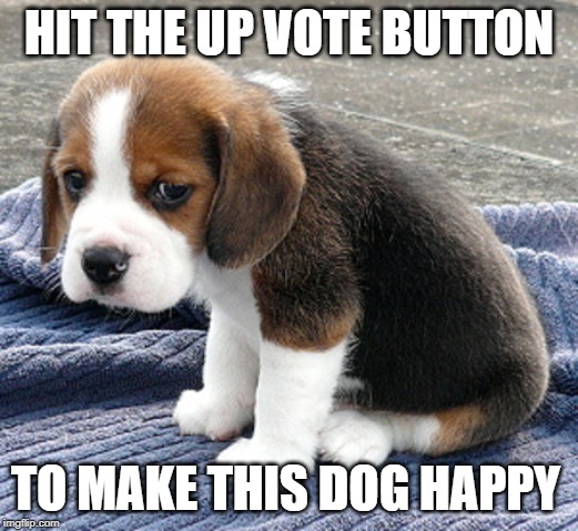 sad dog | HIT THE UP VOTE BUTTON; TO MAKE THIS DOG HAPPY | image tagged in sad dog | made w/ Imgflip meme maker
