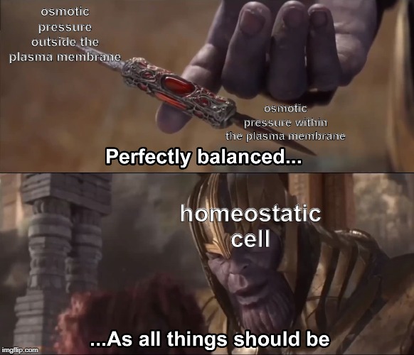 Thanos perfectly balanced as all things should be | osmotic pressure outside the plasma membrane; osmotic pressure within the plasma membrane; homeostatic cell | image tagged in thanos perfectly balanced as all things should be | made w/ Imgflip meme maker