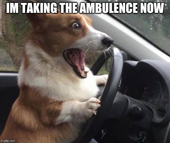 dog driving | IM TAKING THE AMBULENCE NOW | image tagged in dog driving | made w/ Imgflip meme maker