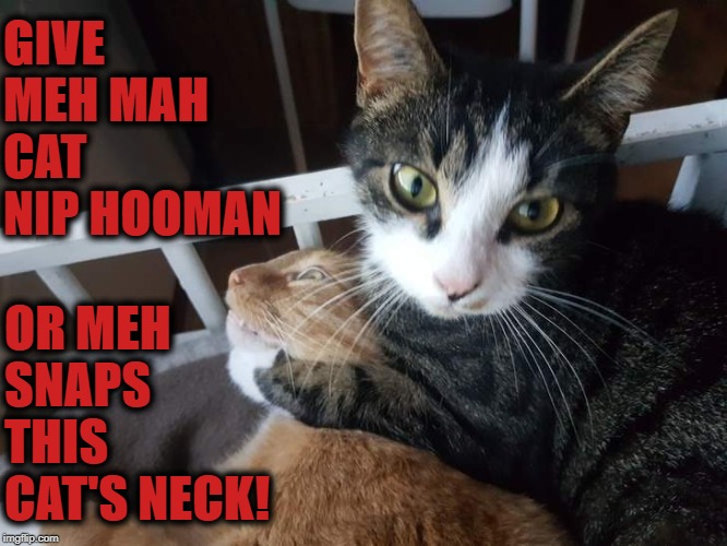 CAT NIP OR DEATH | GIVE MEH MAH CAT NIP HOOMAN; OR MEH SNAPS THIS CAT'S NECK! | image tagged in cat nip or death | made w/ Imgflip meme maker