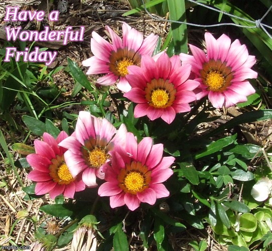 Happy Friday Memes Flowers