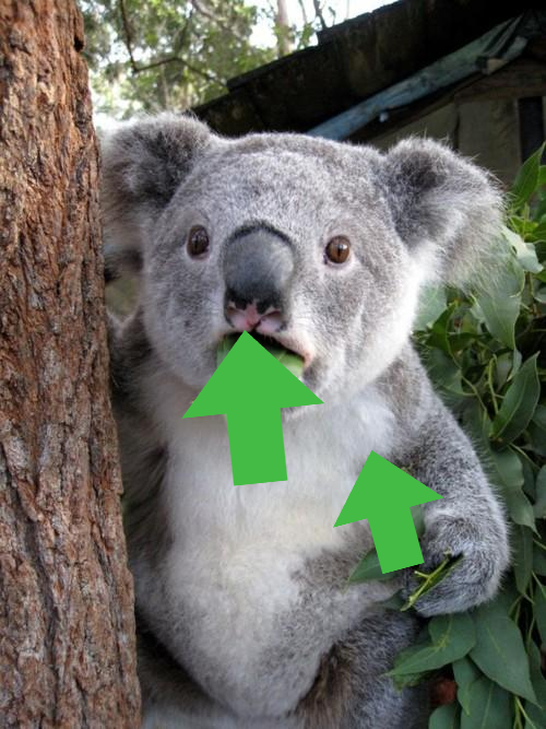 High Quality Upvote Koala Blank Meme Template