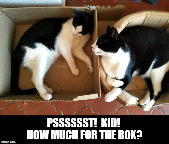 Kitten in the box | PSSSSSST!  KID! 
HOW MUCH FOR THE BOX? | image tagged in meme,cat,ktten,box,cat bed | made w/ Imgflip meme maker