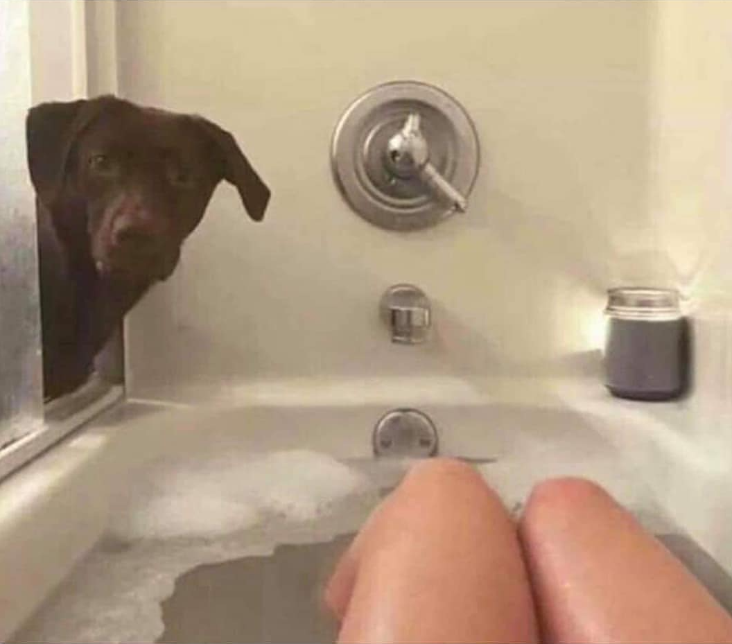 dog bathtub Blank Meme Template
