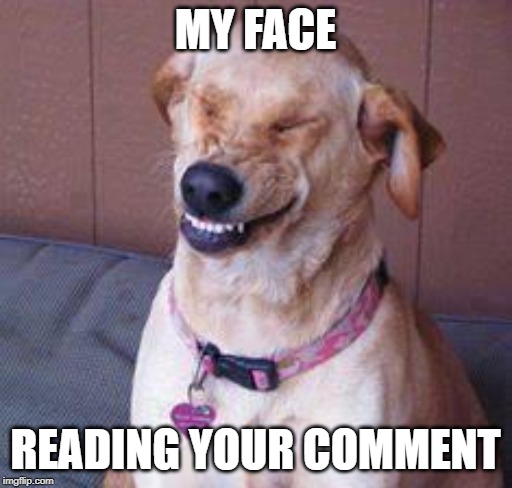funny dog | MY FACE READING YOUR COMMENT | image tagged in funny dog | made w/ Imgflip meme maker