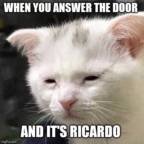 Roast Ricardo and all things British. September 16th-22nd. Not that gobshite again | WHEN YOU ANSWER THE DOOR; AND IT'S RICARDO | image tagged in roast ricardo week,tired cat | made w/ Imgflip meme maker