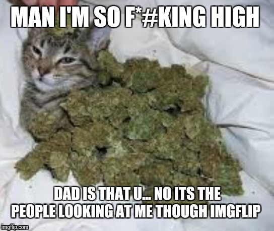 Hey all cat people this cat is breaking the 4th Wall | MAN I'M SO F*#KING HIGH; DAD IS THAT U... NO ITS THE PEOPLE LOOKING AT ME THOUGH IMGFLIP | image tagged in catnip the cat,cats,cat,cat meme | made w/ Imgflip meme maker