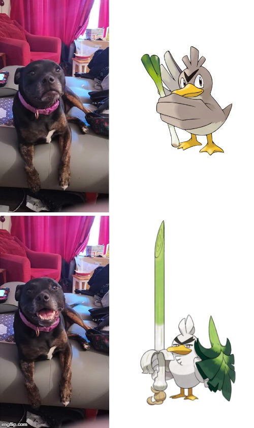 Sirfetched | image tagged in ebbie2,doggo,dog,pokemon,pokemon sword and shield | made w/ Imgflip meme maker