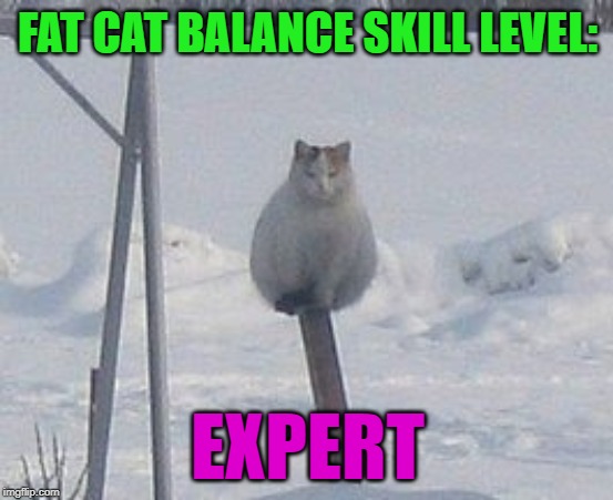 He probably knows Kung Fu too... | FAT CAT BALANCE SKILL LEVEL:; EXPERT | image tagged in fat cat,memes,balance,funny,cats,animals | made w/ Imgflip meme maker