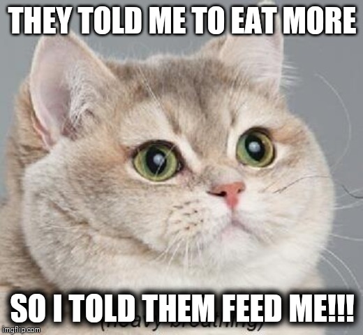 Fat cat | THEY TOLD ME TO EAT MORE; SO I TOLD THEM FEED ME!!! | image tagged in memes | made w/ Imgflip meme maker