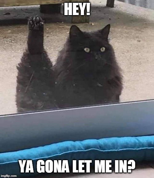 GET UP | HEY! YA GONA LET ME IN? | image tagged in cats,funny cats | made w/ Imgflip meme maker