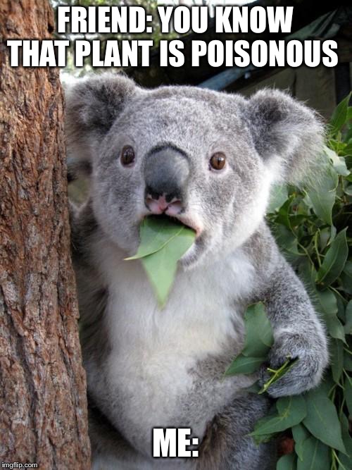 Surprised Koala Meme | FRIEND: YOU KNOW THAT PLANT IS POISONOUS; ME: | image tagged in memes,surprised koala | made w/ Imgflip meme maker