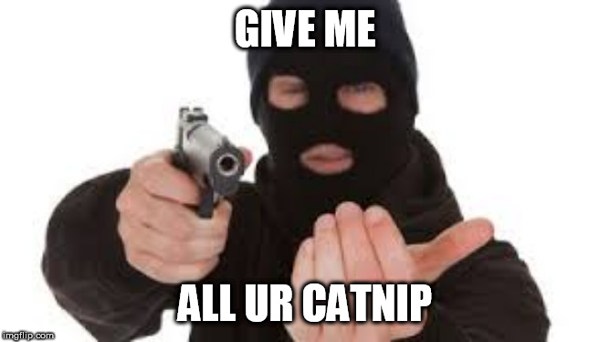 Robber | GIVE ME ALL UR CATNIP | image tagged in robber | made w/ Imgflip meme maker