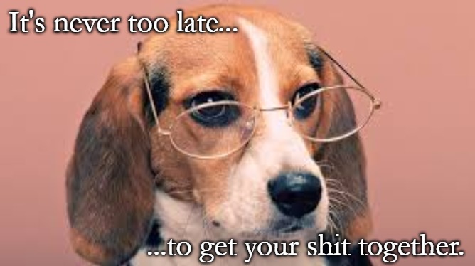 Funny animals | It's never too late... ...to get your shit together. | image tagged in funny animals | made w/ Imgflip meme maker