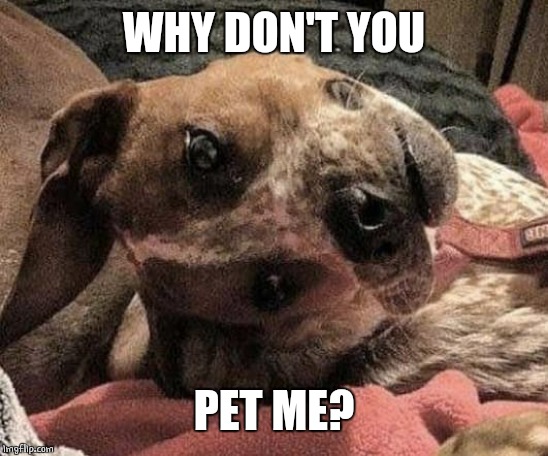 WTF DOG? | WHY DON'T YOU; PET ME? | image tagged in doge,dogs | made w/ Imgflip meme maker