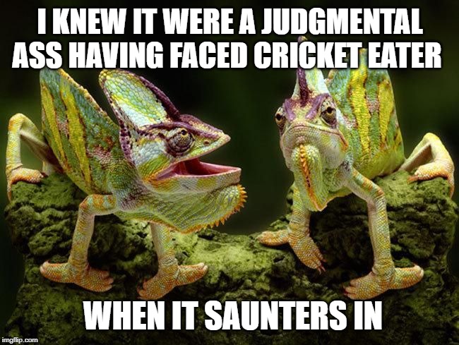 chameleons | I KNEW IT WERE A JUDGMENTAL ASS HAVING FACED CRICKET EATER; WHEN IT SAUNTERS IN | image tagged in chameleons | made w/ Imgflip meme maker