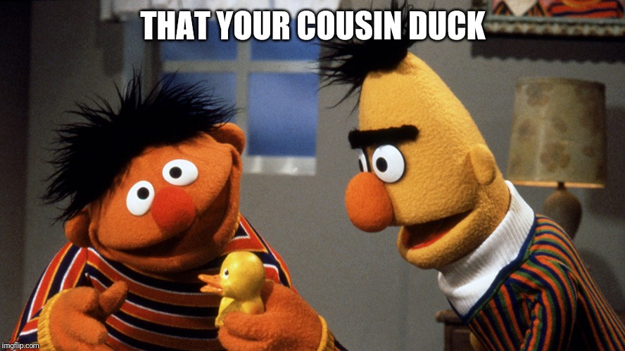 Ernie and Bert discuss Rubber Duckie | THAT YOUR COUSIN DUCK | image tagged in ernie and bert discuss rubber duckie | made w/ Imgflip meme maker