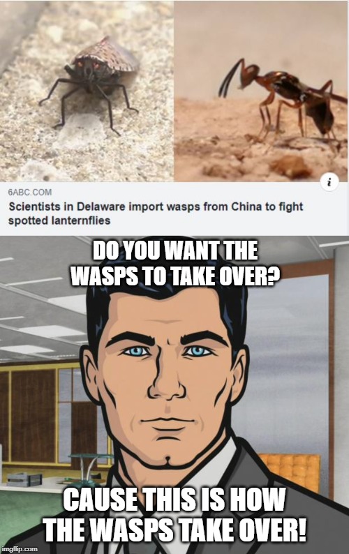 Sure, Cause Another Invasion | DO YOU WANT THE WASPS TO TAKE OVER? CAUSE THIS IS HOW THE WASPS TAKE OVER! | image tagged in memes,archer | made w/ Imgflip meme maker