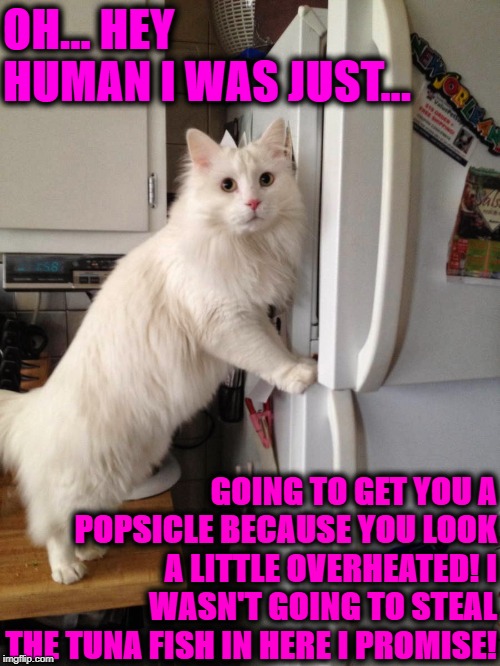 LIAR | OH... HEY HUMAN I WAS JUST... GOING TO GET YOU A POPSICLE BECAUSE YOU LOOK A LITTLE OVERHEATED! I WASN'T GOING TO STEAL THE TUNA FISH IN HERE I PROMISE! | image tagged in liar | made w/ Imgflip meme maker