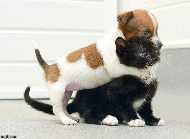 Dog Hugging Cat | image tagged in dog hugging cat | made w/ Imgflip meme maker