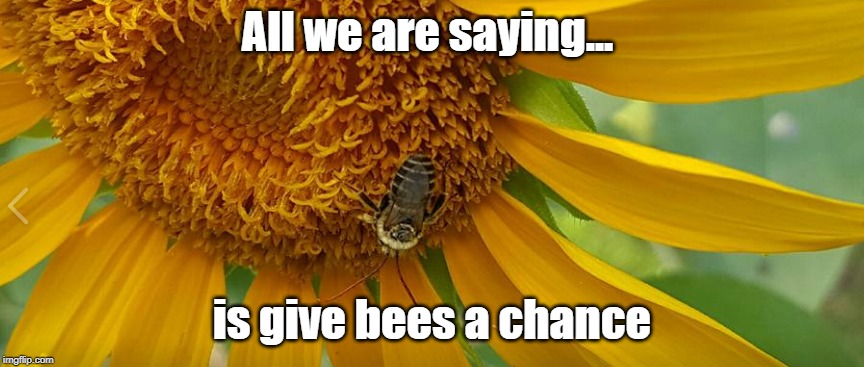 Give bees a chance | All we are saying... is give bees a chance | image tagged in bees,nature,environment | made w/ Imgflip meme maker