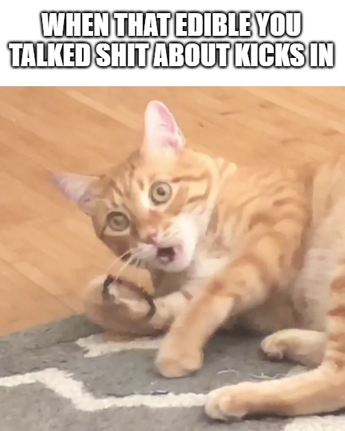 Wtf Cat | WHEN THAT EDIBLE YOU TALKED SHIT ABOUT KICKS IN | image tagged in wtf cat | made w/ Imgflip meme maker