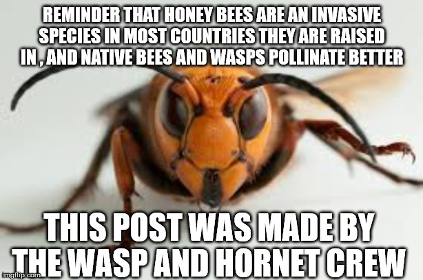 wasp | REMINDER THAT HONEY BEES ARE AN INVASIVE SPECIES IN MOST COUNTRIES THEY ARE RAISED IN , AND NATIVE BEES AND WASPS POLLINATE BETTER THIS POST | image tagged in wasp | made w/ Imgflip meme maker