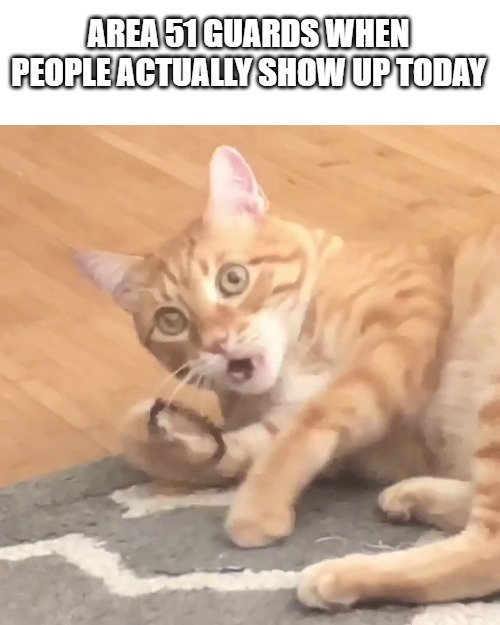 Wtf Cat | AREA 51 GUARDS WHEN PEOPLE ACTUALLY SHOW UP TODAY | image tagged in wtf cat | made w/ Imgflip meme maker