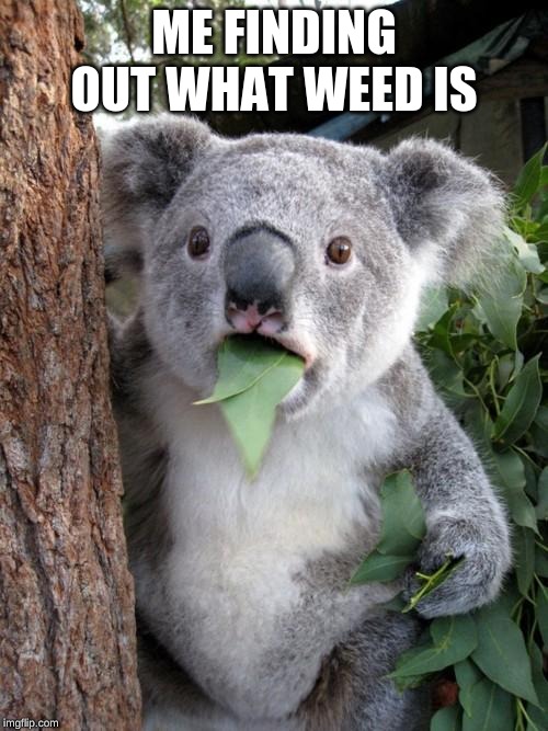 Surprised Koala | ME FINDING OUT WHAT WEED IS | image tagged in memes,surprised koala | made w/ Imgflip meme maker