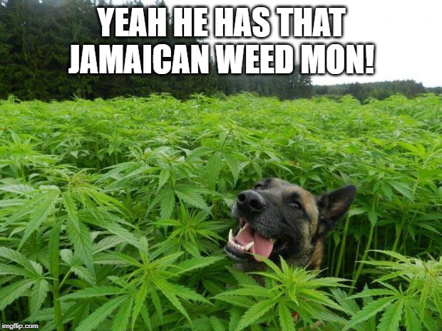 weed policedog | YEAH HE HAS THAT JAMAICAN WEED MON! | image tagged in weed policedog | made w/ Imgflip meme maker