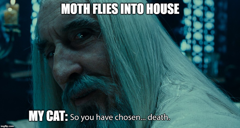 choose death | MOTH FLIES INTO HOUSE; MY CAT: | image tagged in choose death | made w/ Imgflip meme maker