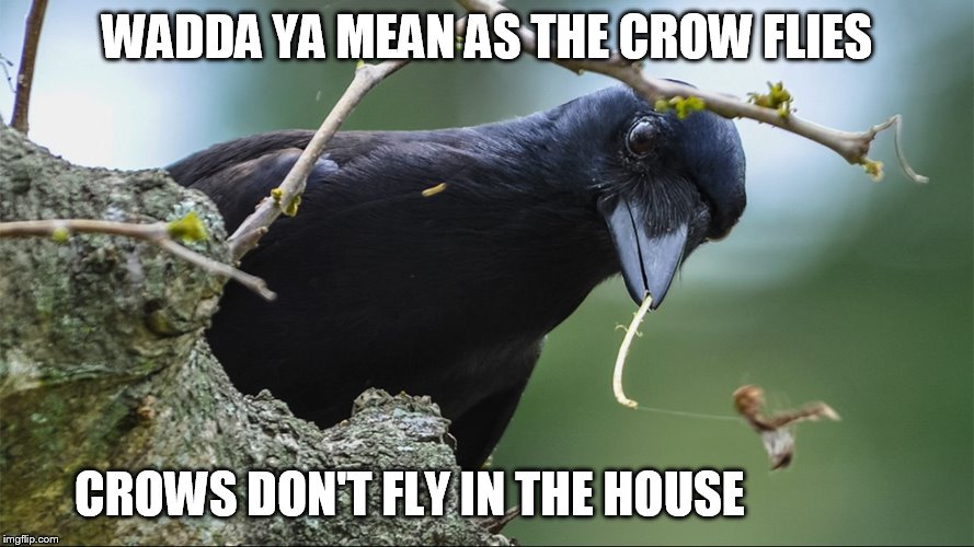 WADDA YA MEAN AS THE CROW FLIES; CROWS DON'T FLY IN THE HOUSE | image tagged in creepy | made w/ Imgflip meme maker