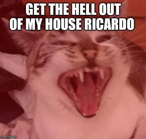 ironic cat | GET THE HELL OUT OF MY HOUSE RICARDO | image tagged in ironic cat | made w/ Imgflip meme maker