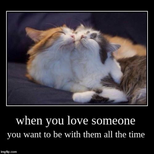 image tagged in cats,love,i love you | made w/ Imgflip meme maker