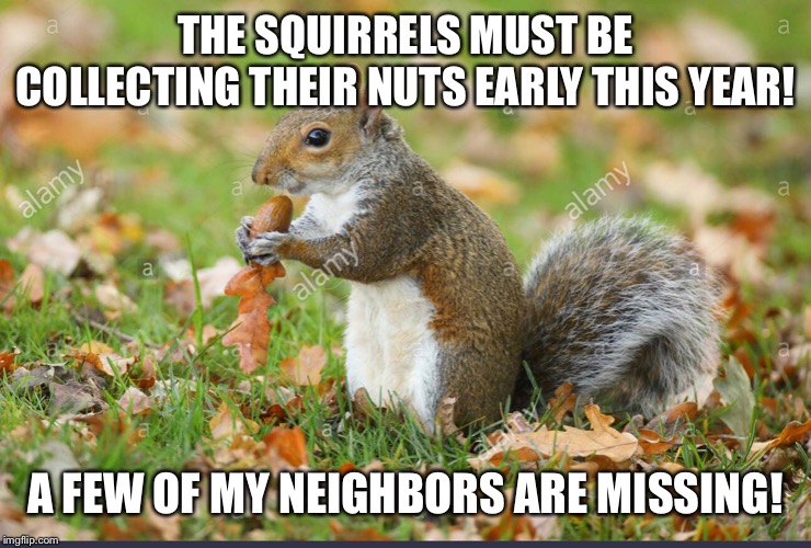 THE SQUIRRELS MUST BE COLLECTING THEIR NUTS EARLY THIS YEAR! A FEW OF MY NEIGHBORS ARE MISSING! | image tagged in funny fall meme,funny fall squirrel meme,nut squirrel meme,squirrel nut neighbor meme,funny squirrel meme | made w/ Imgflip meme maker
