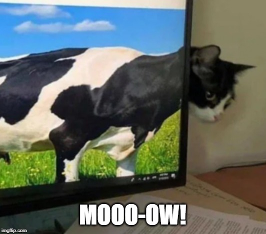 MOOO-OW! | made w/ Imgflip meme maker