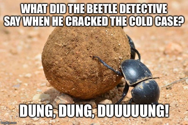 Detective Beetle | WHAT DID THE BEETLE DETECTIVE SAY WHEN HE CRACKED THE COLD CASE? DUNG, DUNG, DUUUUUNG! | image tagged in memes,beetle,detective | made w/ Imgflip meme maker